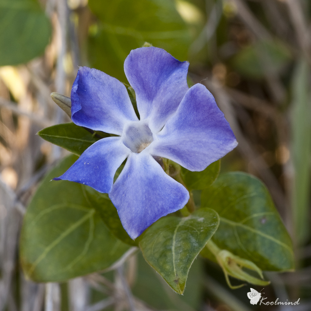 Pervinca, la rivincita