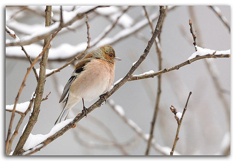 Fringuello infreddolito