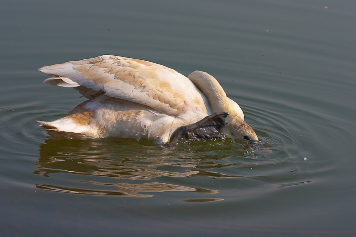 Cigno contorsionista...