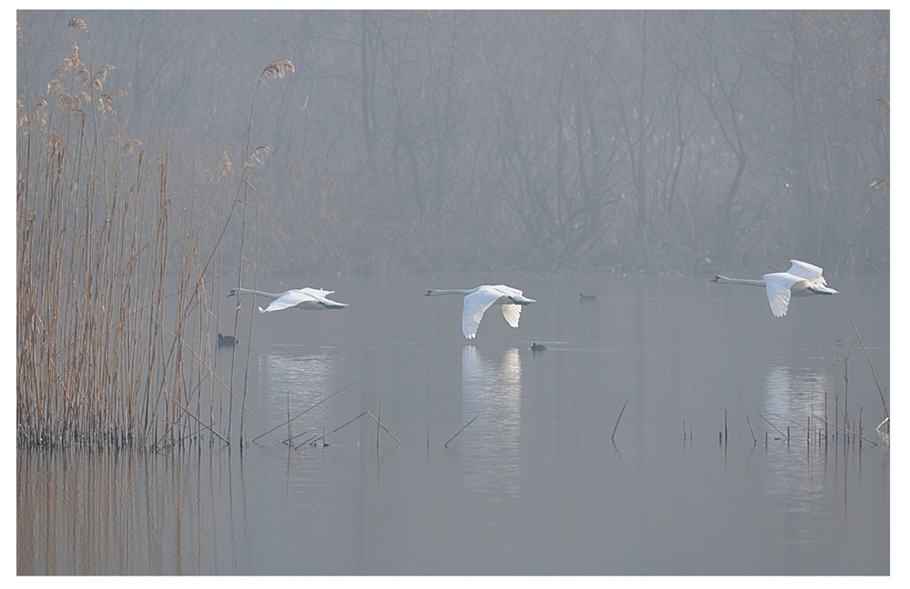 tra la foschia di un canneto ...