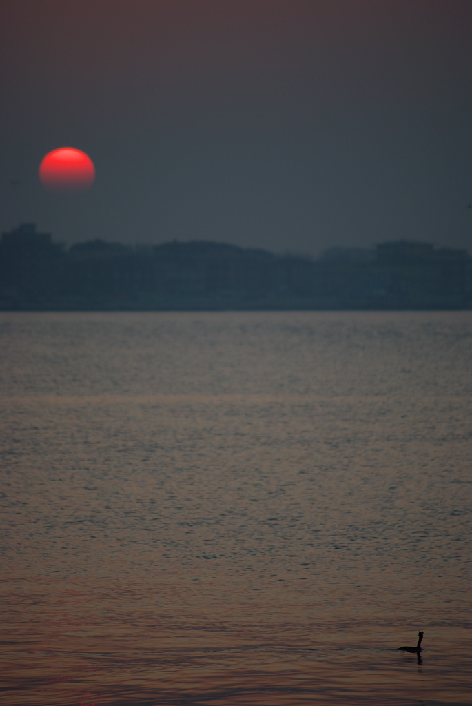 il piccolo osservatore