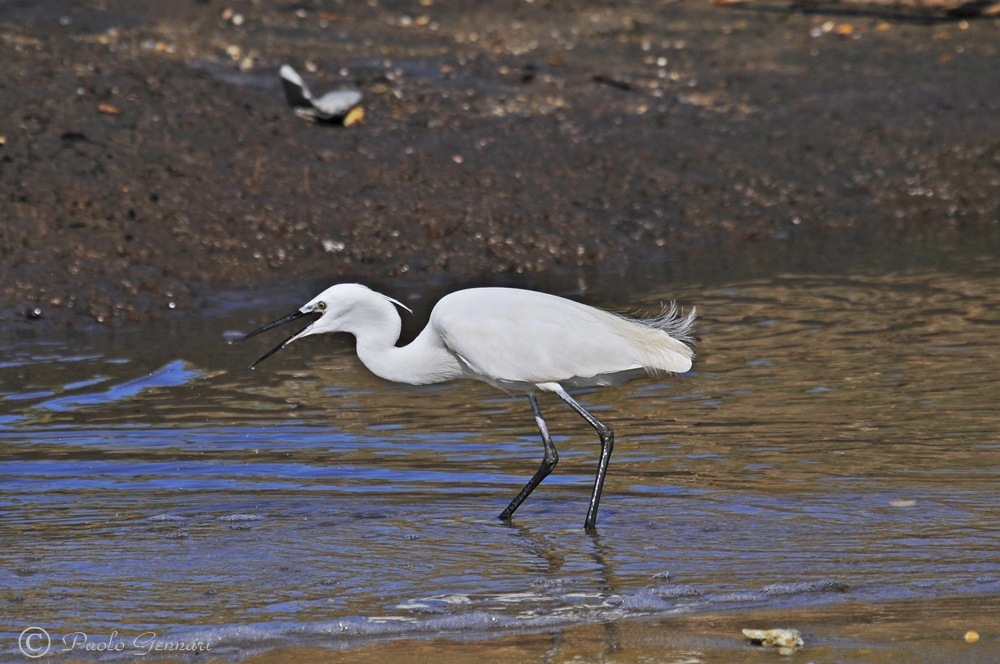 sequenza di garzetta a caccia