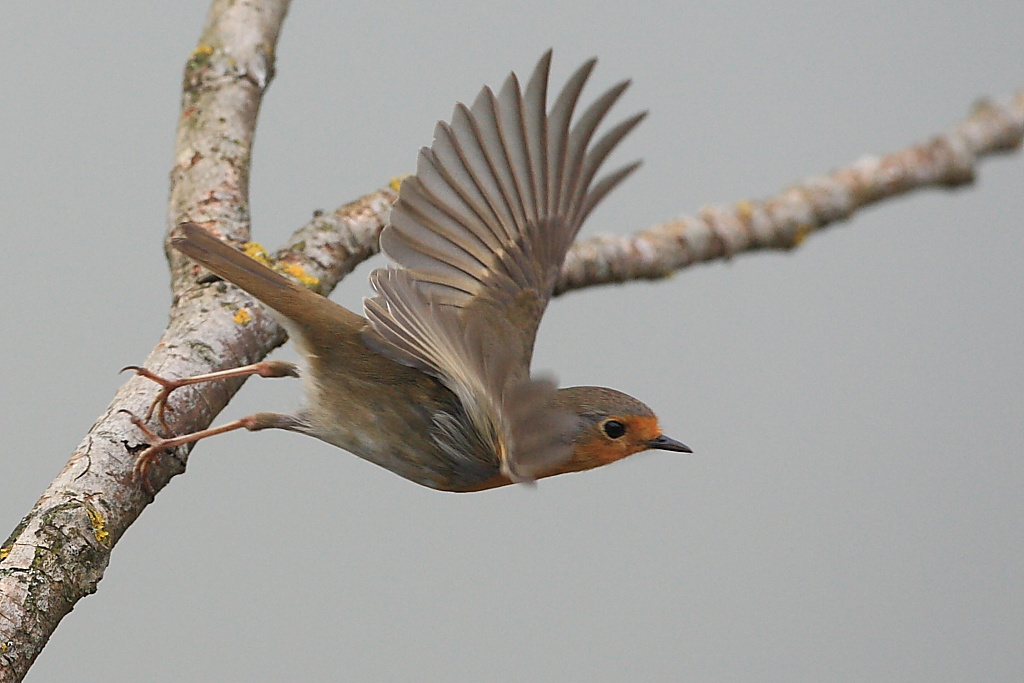 Pettirosso molto dinamico