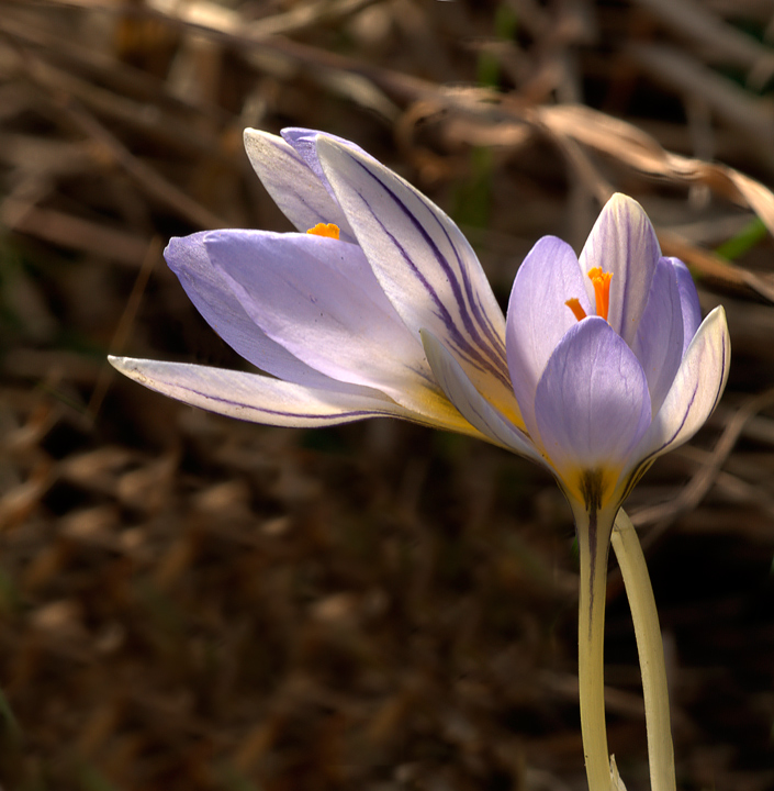 fergiuren (in dialetto piemontese)