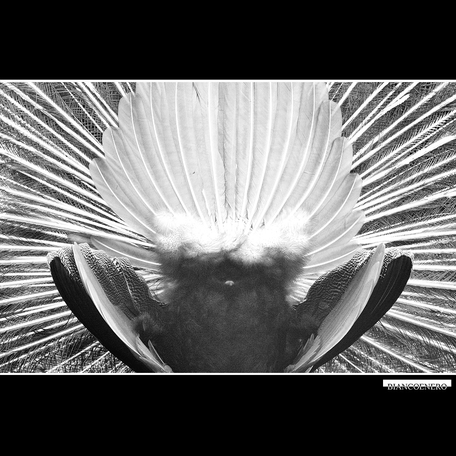 ::: ARCHITETTURA :::