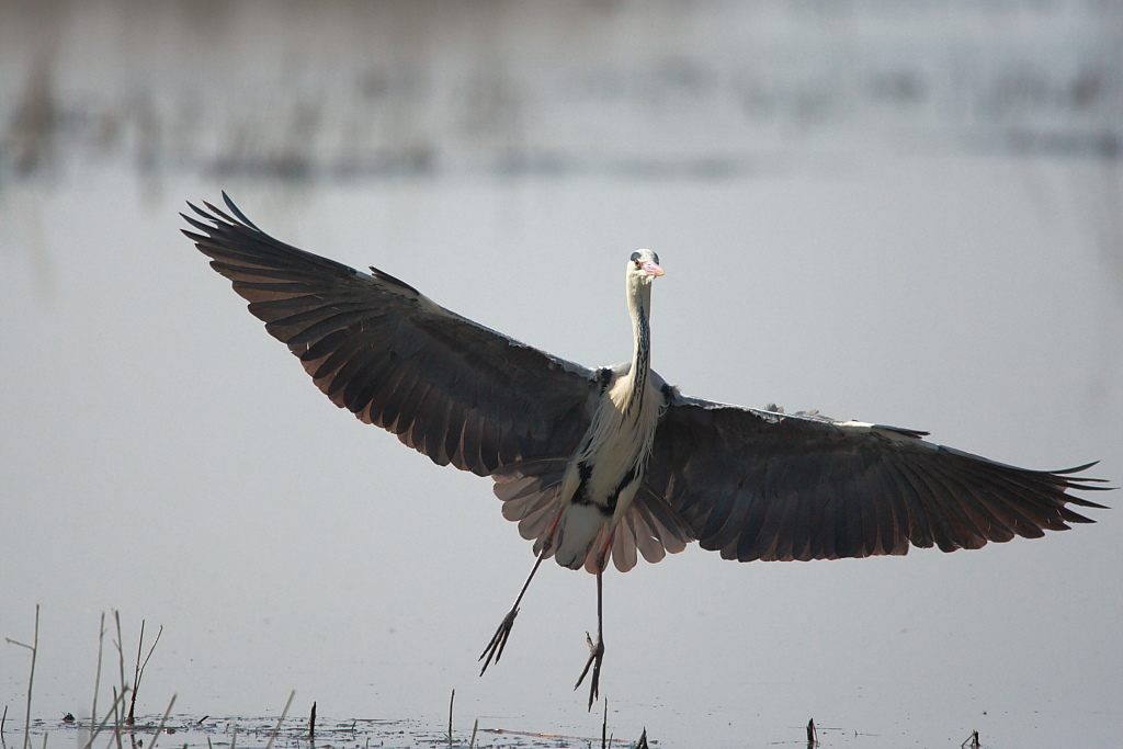 Airone cenerino (Ardea cinerea)