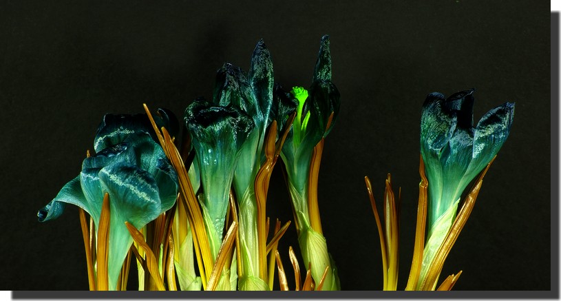 Fiori del capitano Kirk