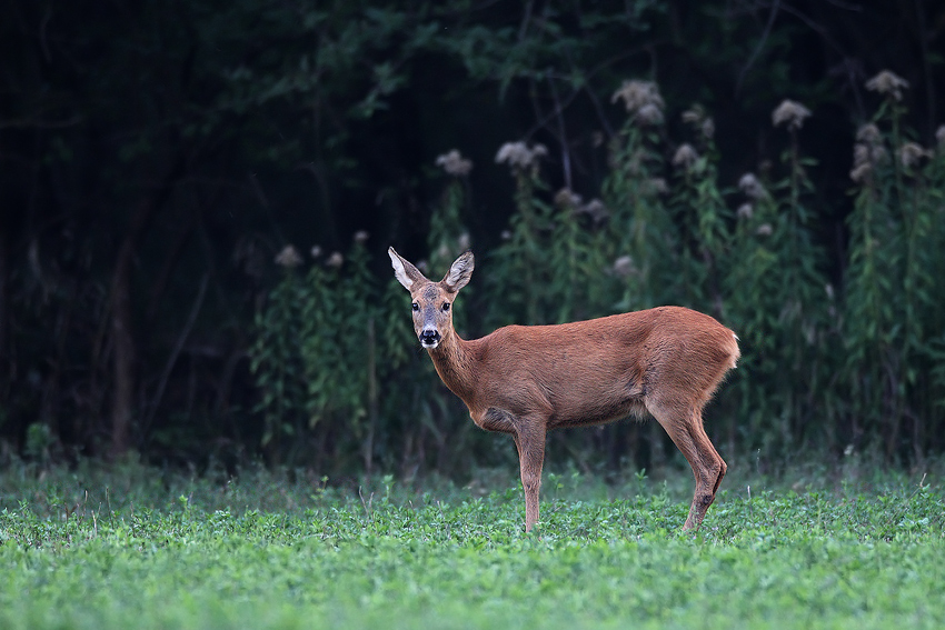 Capriolina all'imbrunire...
