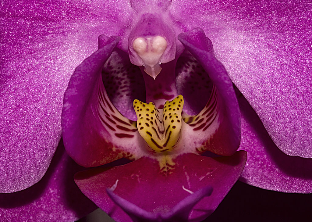 orchidea phalaenopsis....