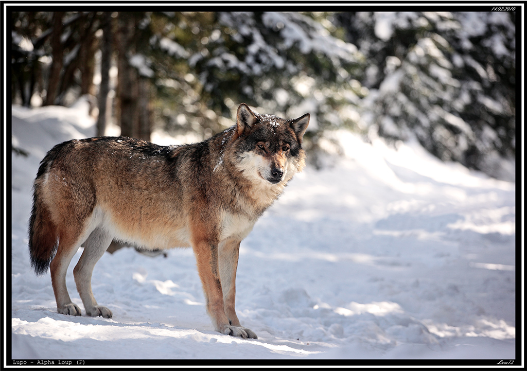 Lupo # 6