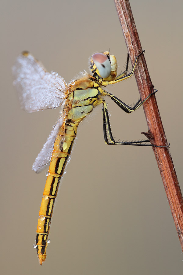 Sympetrum fonscolombii su stelo