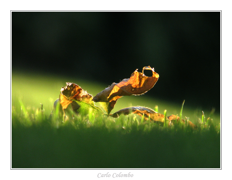 in agguato nell'erba...