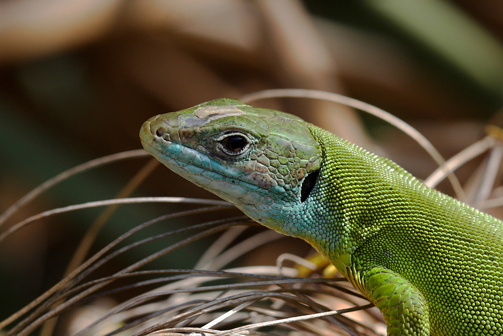 ...Il Solito Profilo...!!!