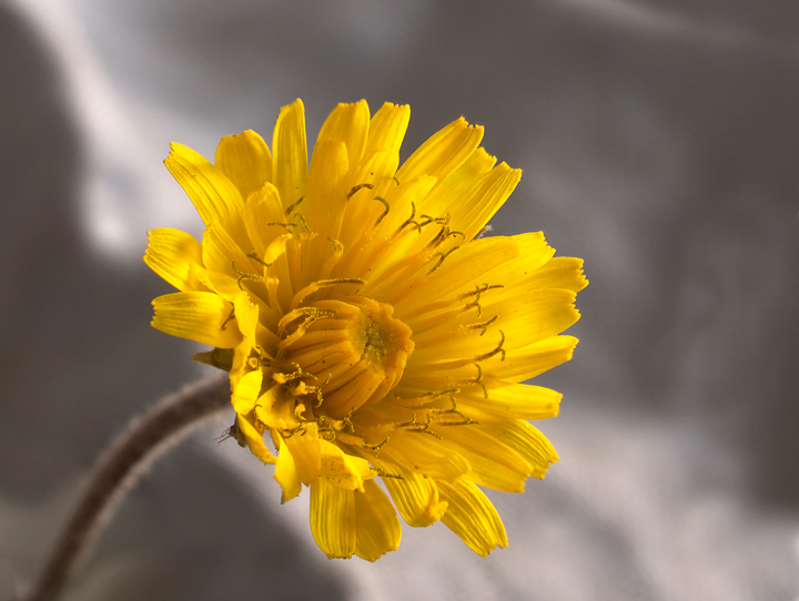 giallo...giallissimo....