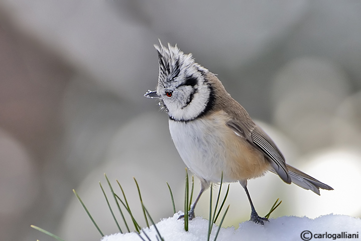 Controluce alla cincia dal ciuffo
