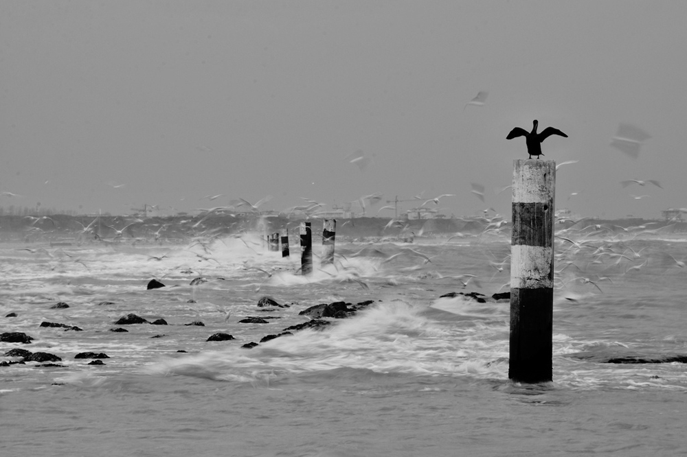 la rivalsa del brutto anatroccolo