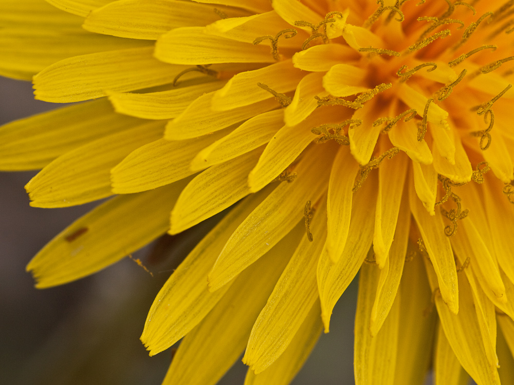 Effetto giallo primavera