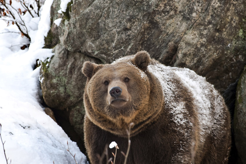 orso europeo con fiuto fine.....