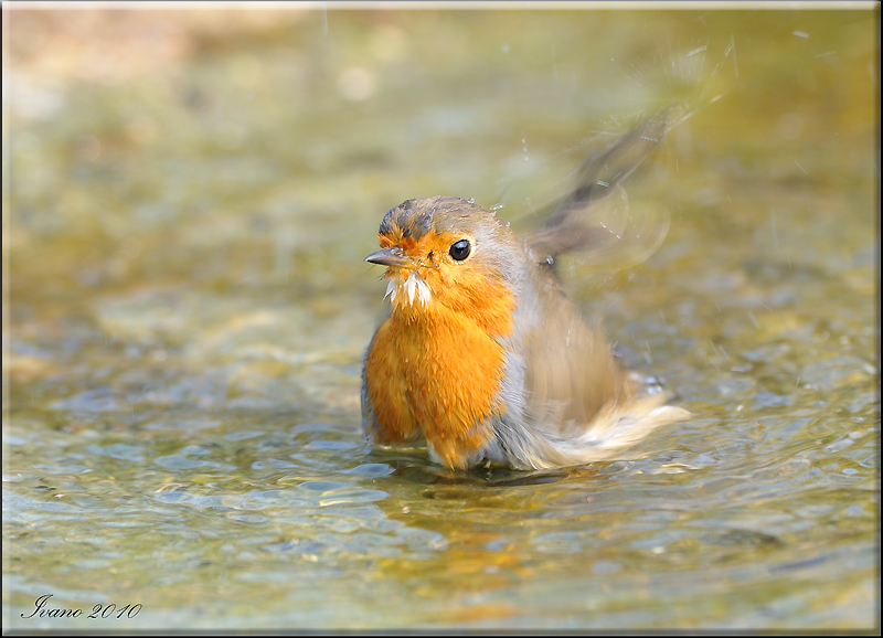Il solito pettirosso