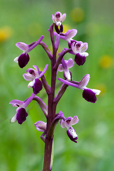 Anacamptis longicornu