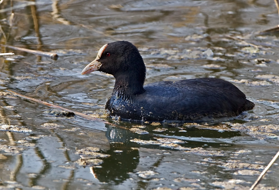 Folaga (Fulica atra)