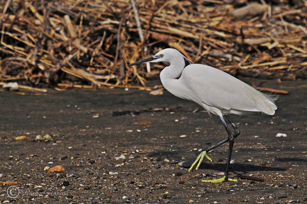 a caccia sulla spiaggia