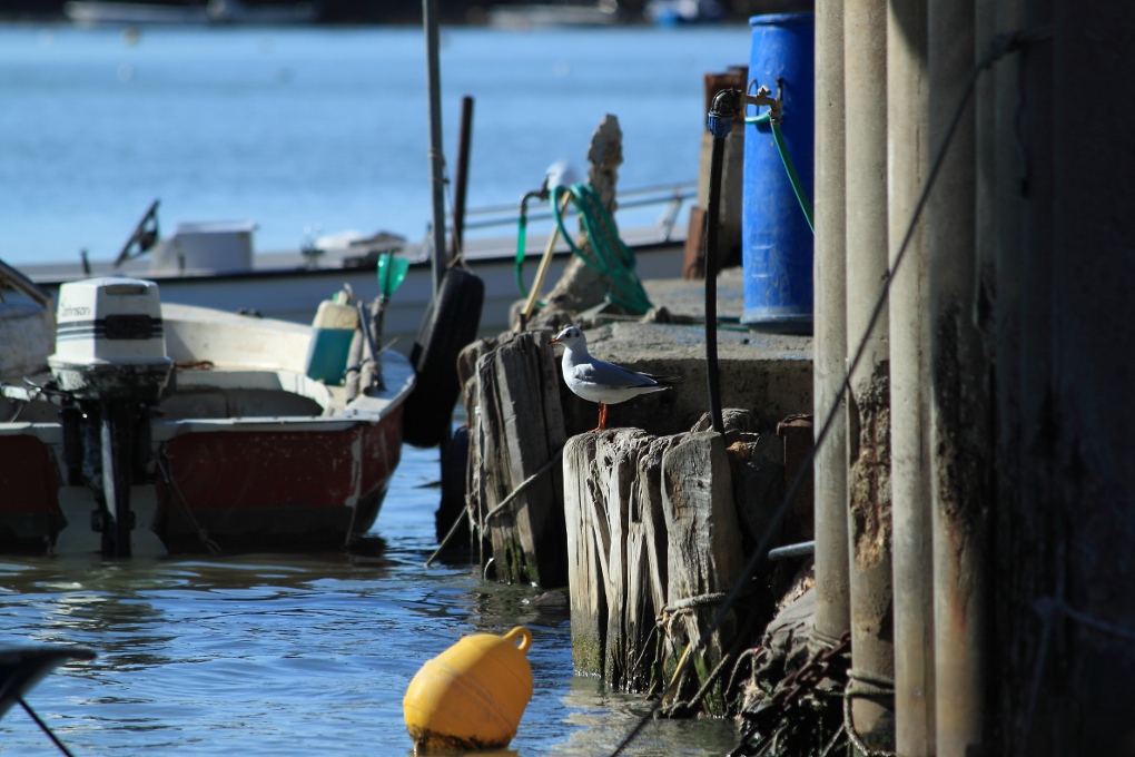 Gabbiano al molo - Cecina ( LI )