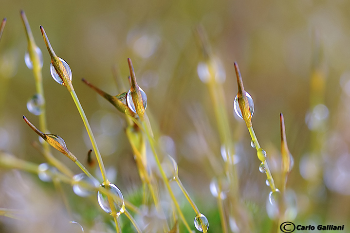 Muschio sotto la pioggia