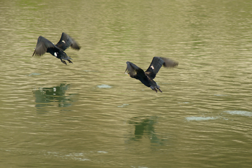 Volo sincronizzato 2