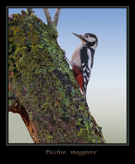 Picchio Maggiore