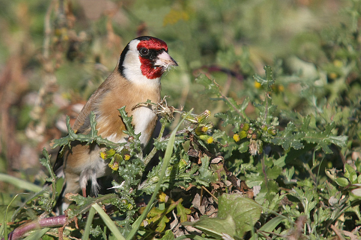 CARDELLINO SORPRESO.............
