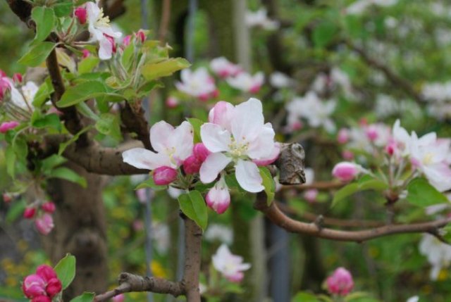 ...Accenni di Primavera...