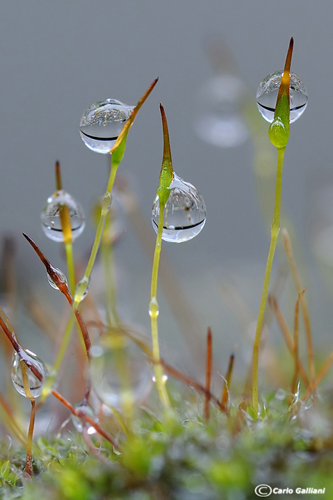 Pioggia e muschio