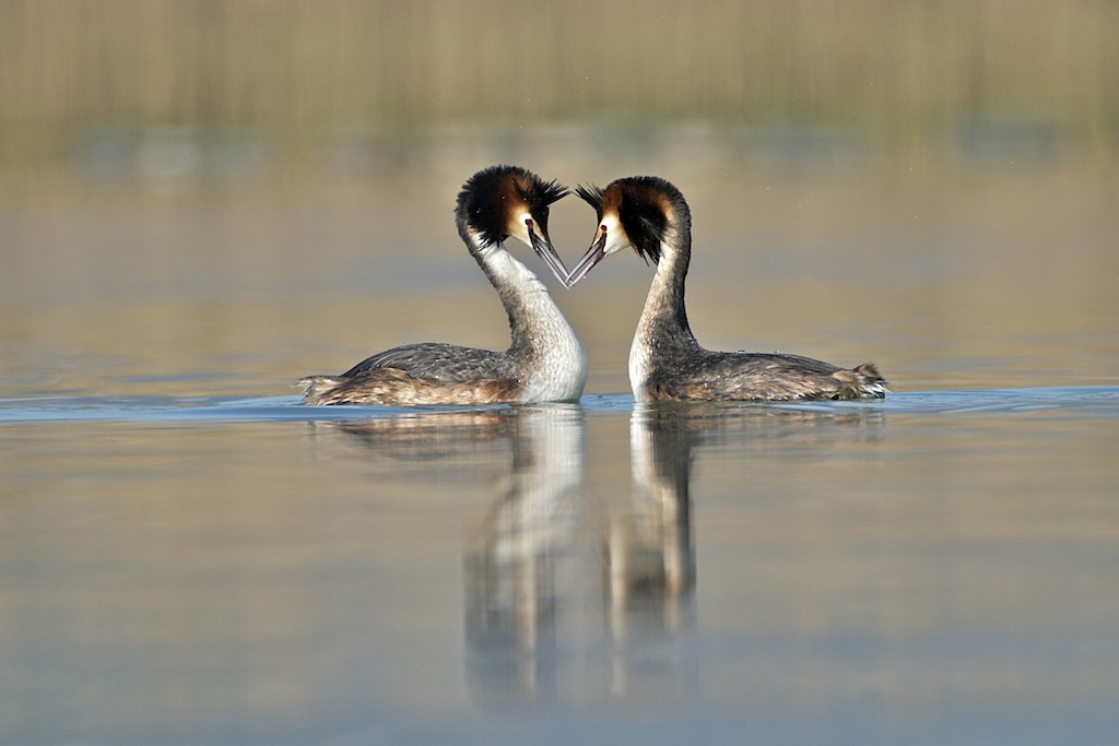 Amarsi delicatamente