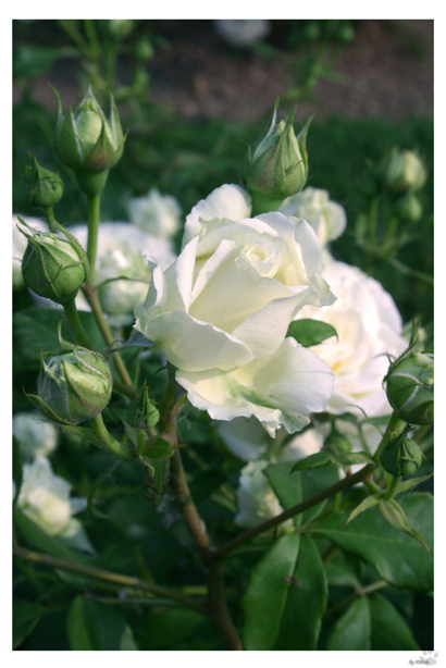 Every rose has its thorn