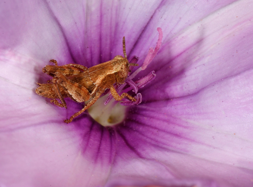 ...Flora e Fauna...!!!