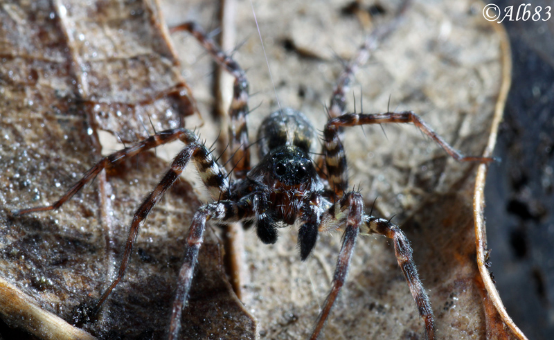 Pardosa sp.