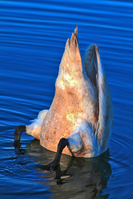 acc.. mi � cascato in acqua il cellulare.....