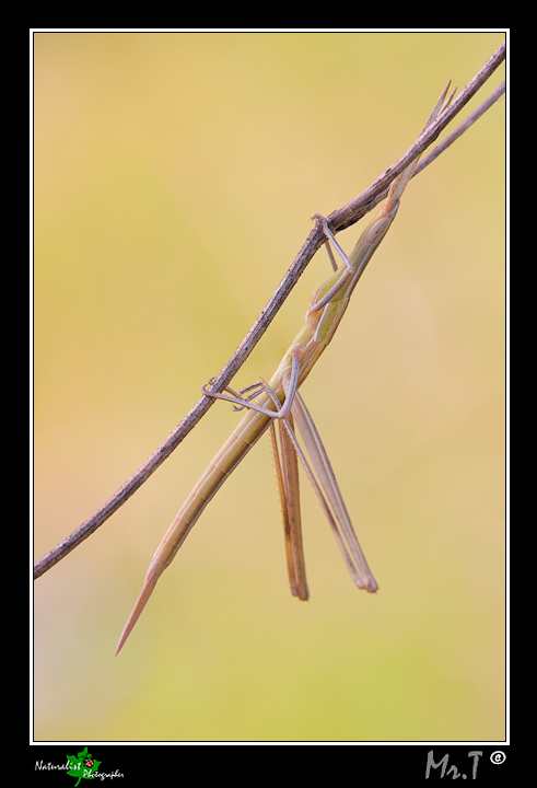 Acrida ungarica mediterranea