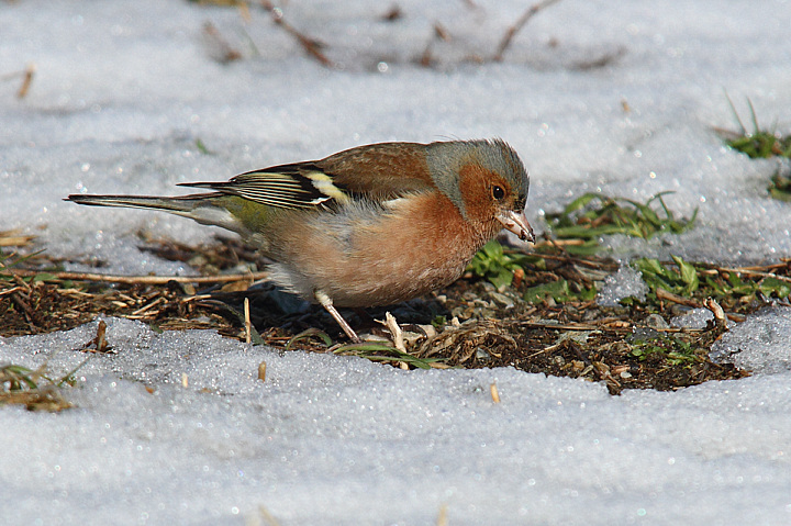 IN CERCA DI CIBO............