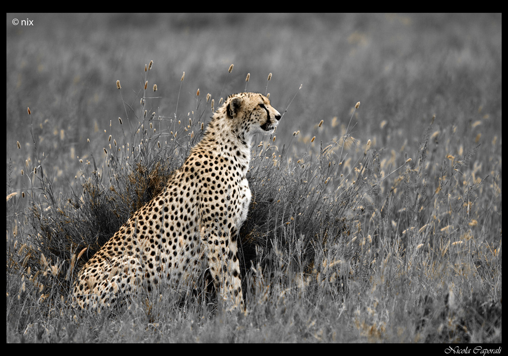 Ghepardo in bianco-nero a colori