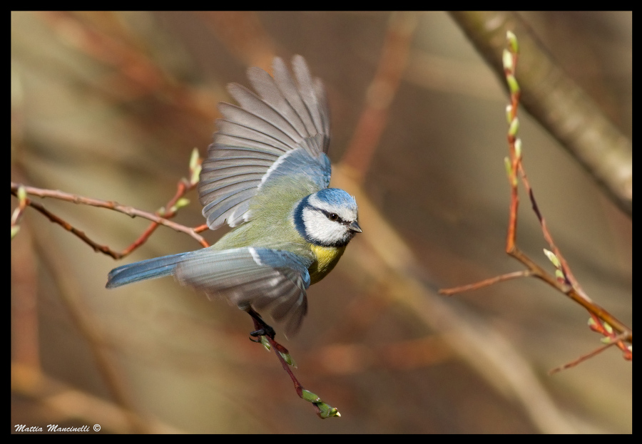Cinciarella Dinamica