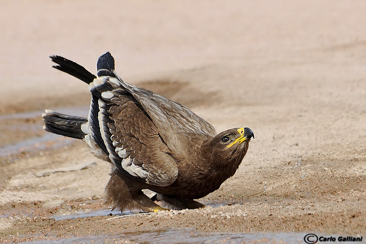 I gargarismi dell'aquila