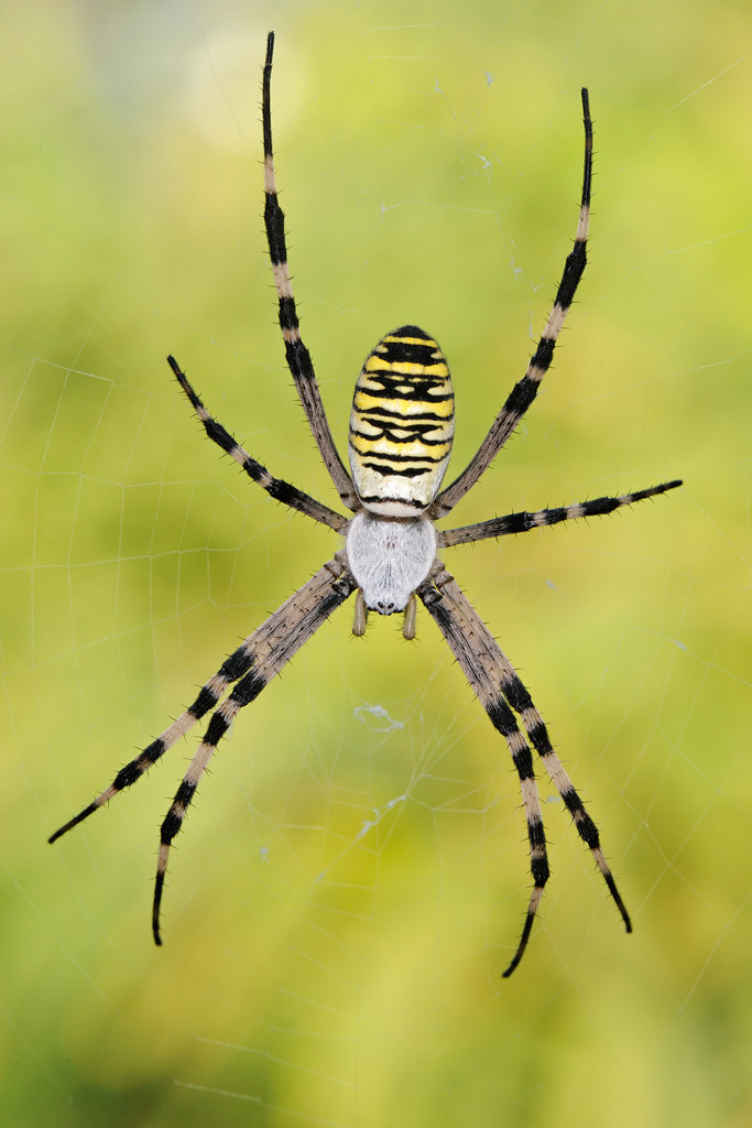 Argiope bruennichi
