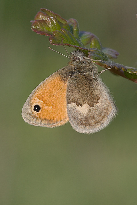 Coenonympha pamphilus