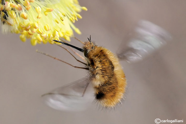 Imitanto il colibr�