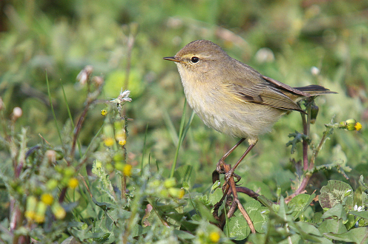 LUI' PICCOLO...........
