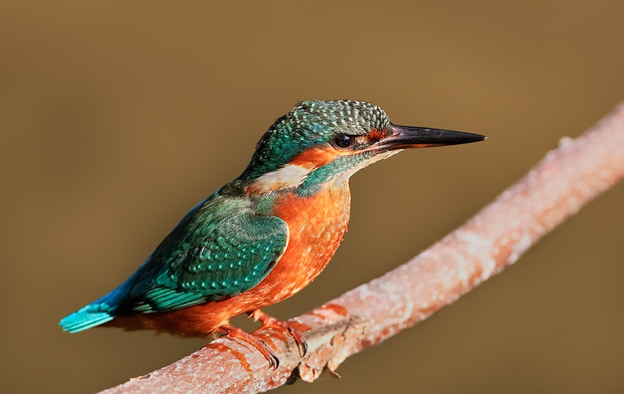 Martino femmina  - Martin pescatore comune (Alcedo atthis)