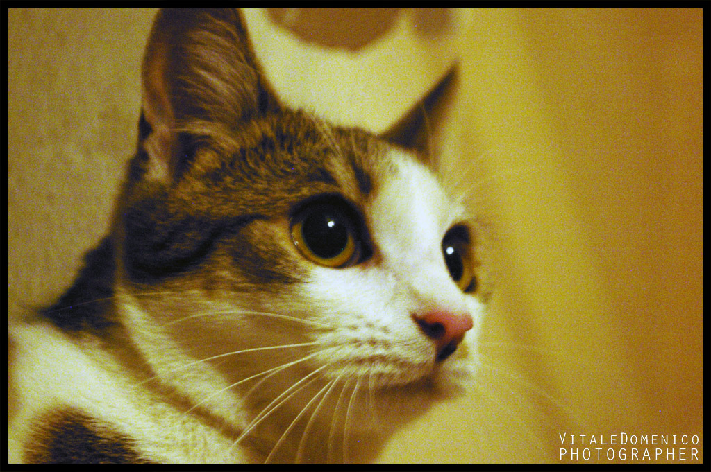 My cat... Maya