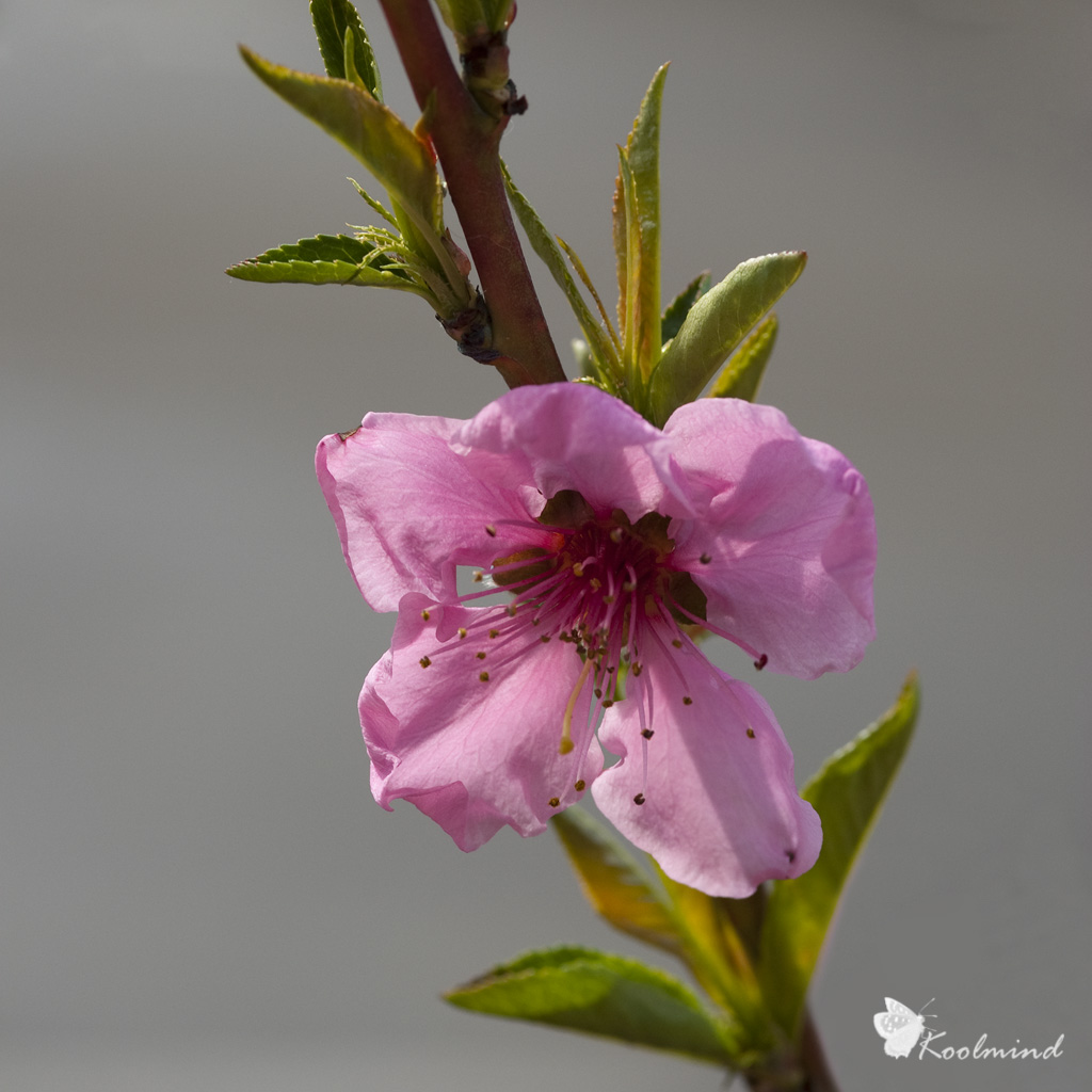 Fiori rosa, fiori di pesco